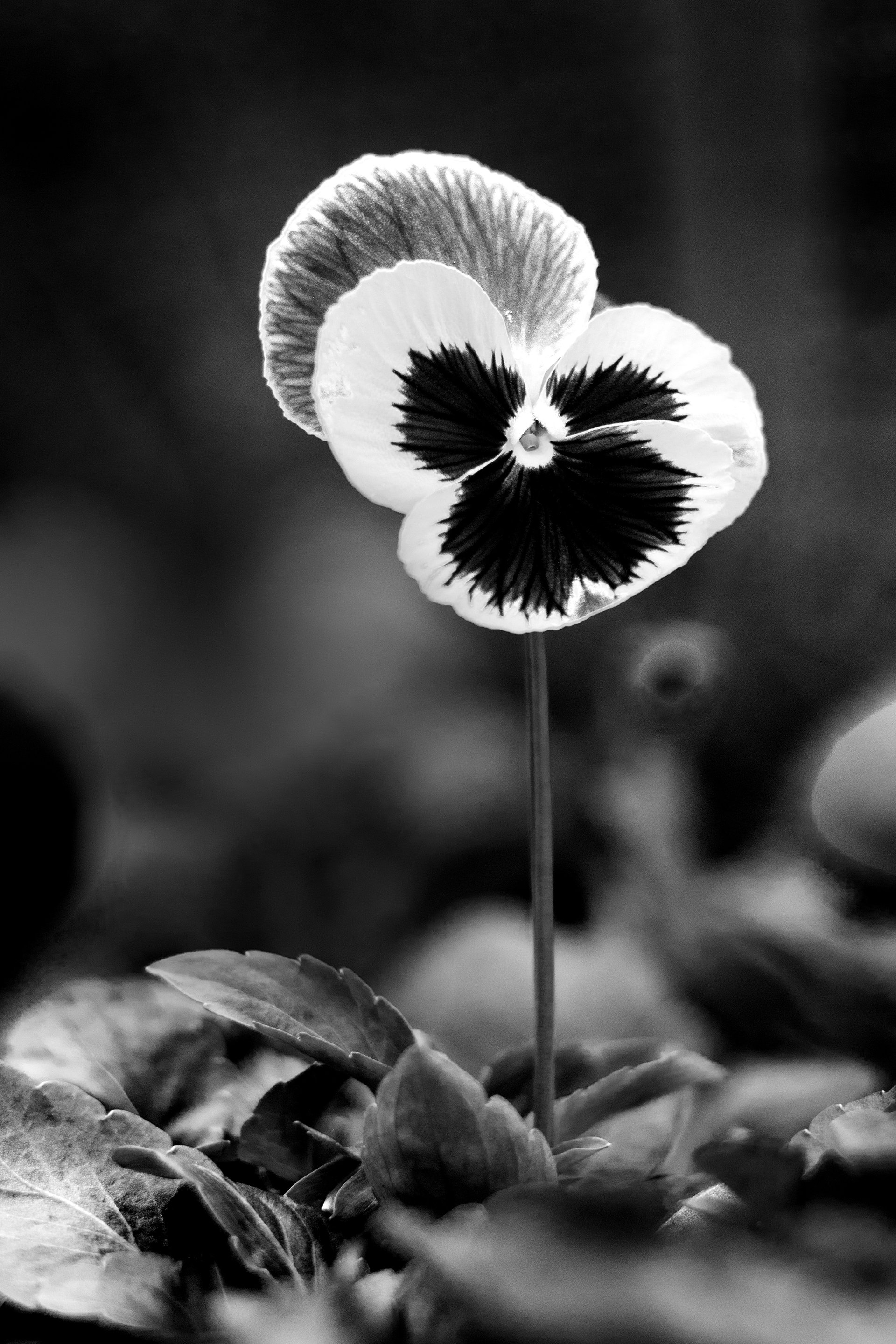 Fragile Bloom