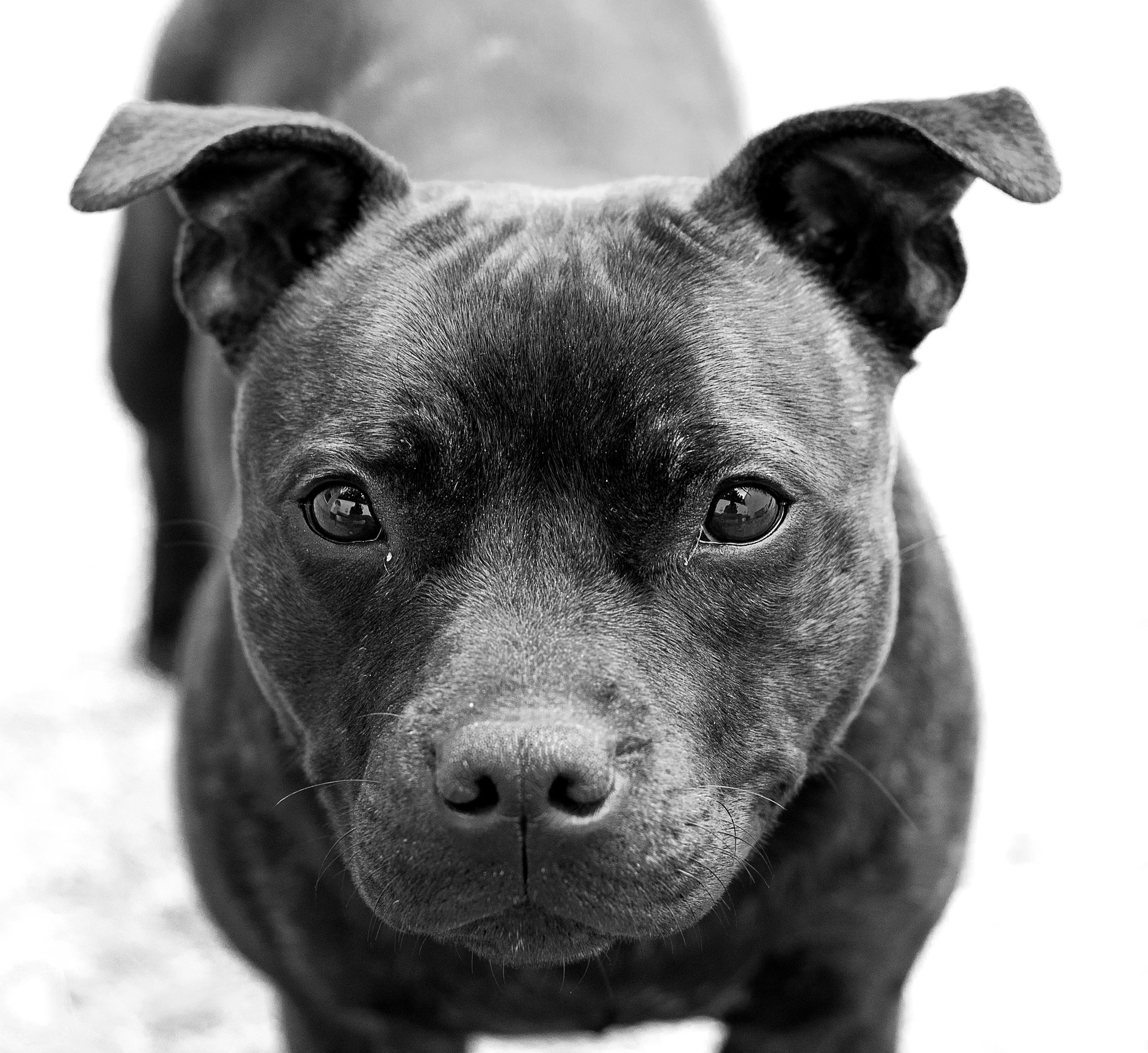 The Black Dog